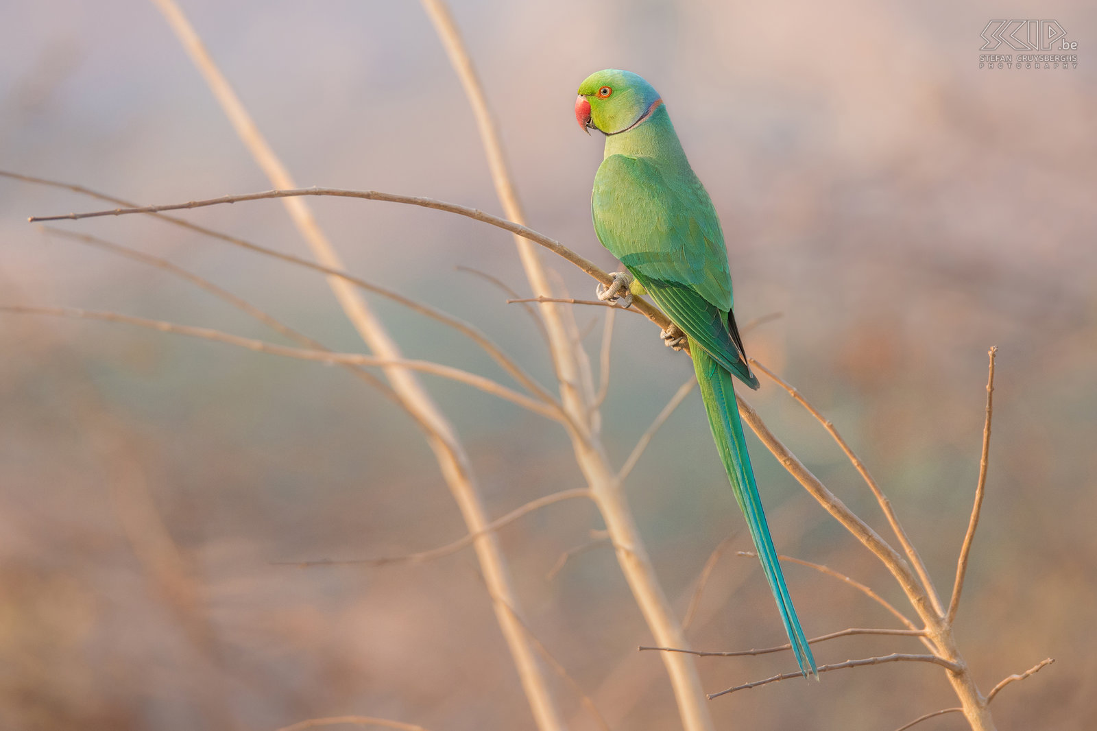 Hampi - Halsbandparkiet (Rose-ringed parakeet, Psittacula krameri) Stefan Cruysberghs